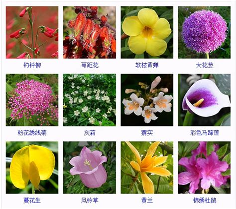 花的名字和图片|200种花卉名称大全及代表花语